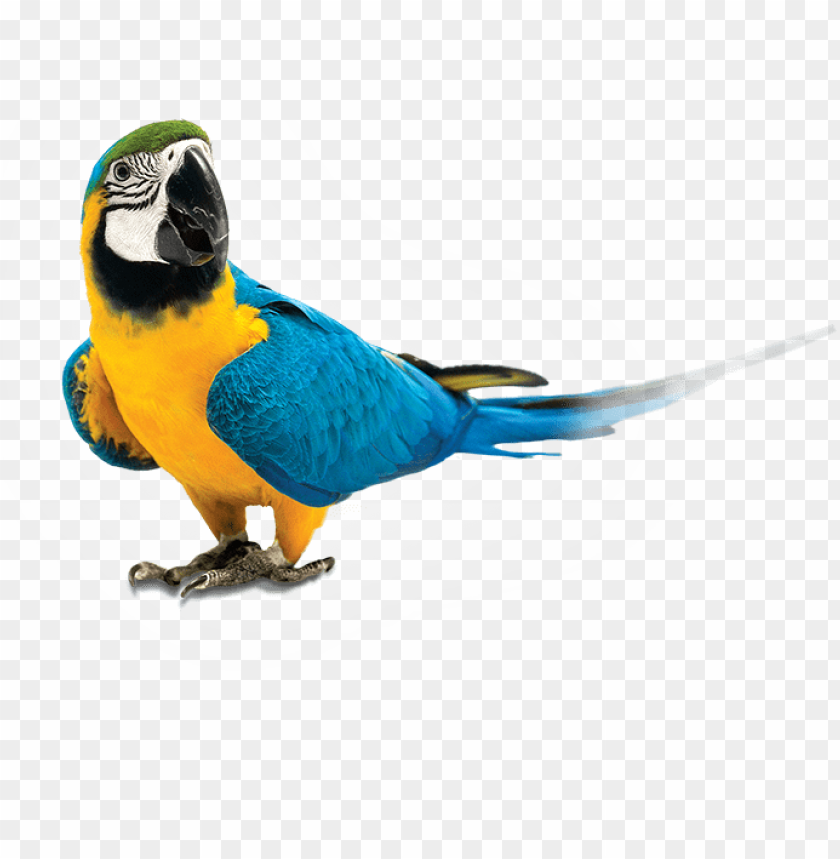 parrot, blue feathers, yellow plumage, exotic bird, tropical wildlife, colorful plumage, bird species