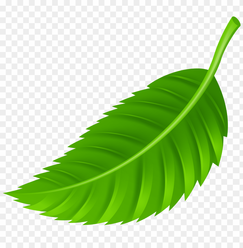 leaf