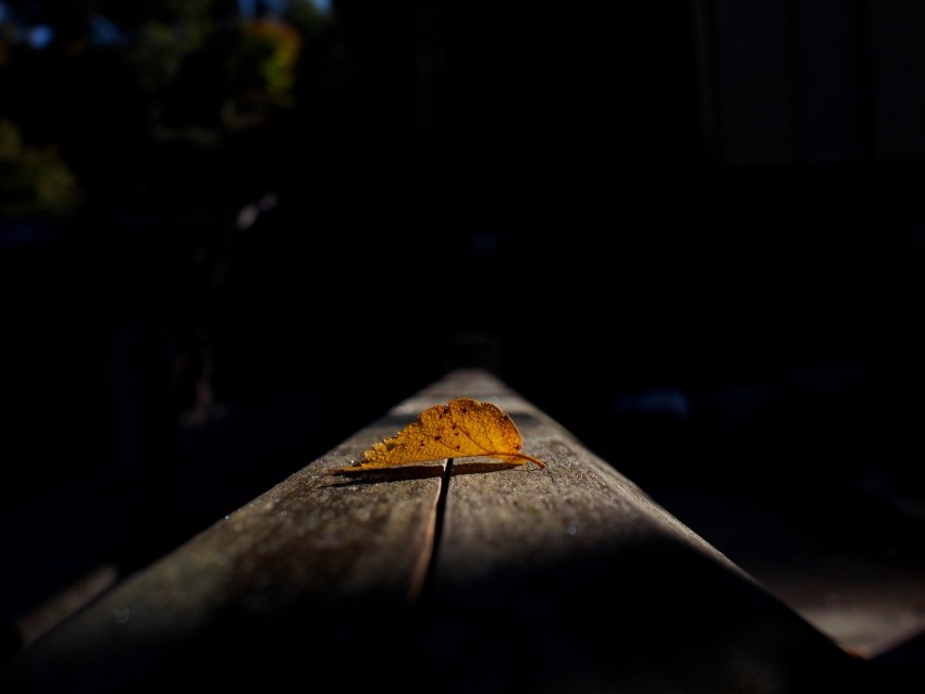 leaf, autumn, shadow, dark