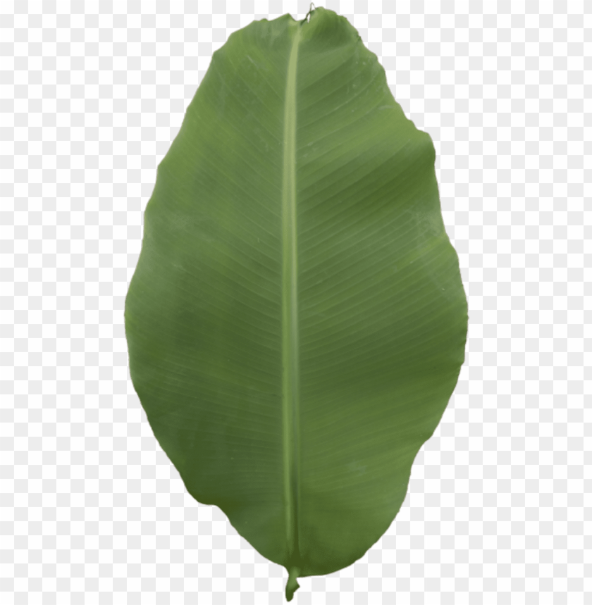 tree, leaf, leaves, banana leaf, flower, fruit, nature