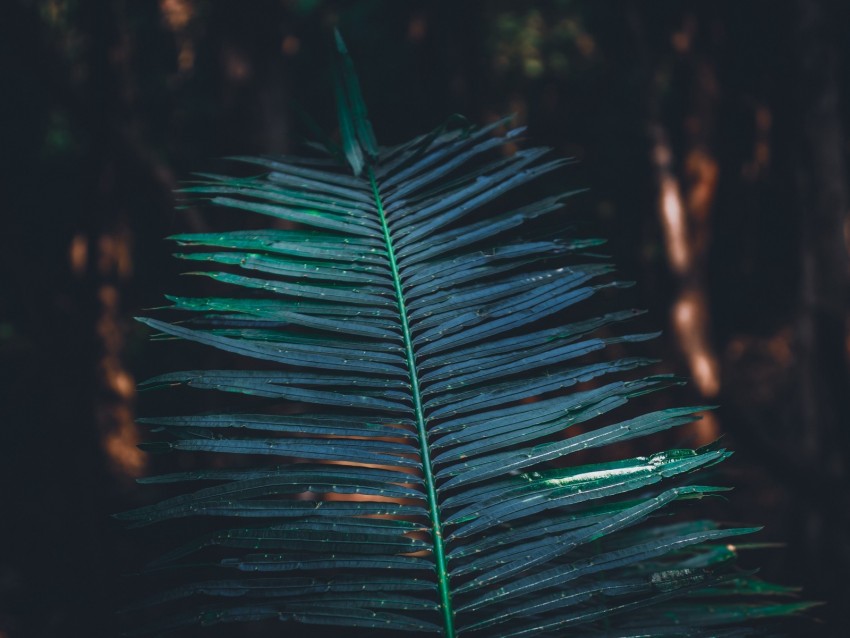 Leaf Branch Plant Green Blur Carved Background