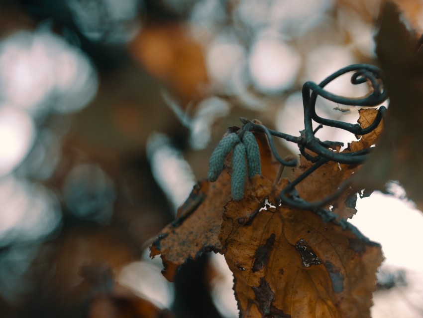 leaf, buds, dry, branch, bokeh