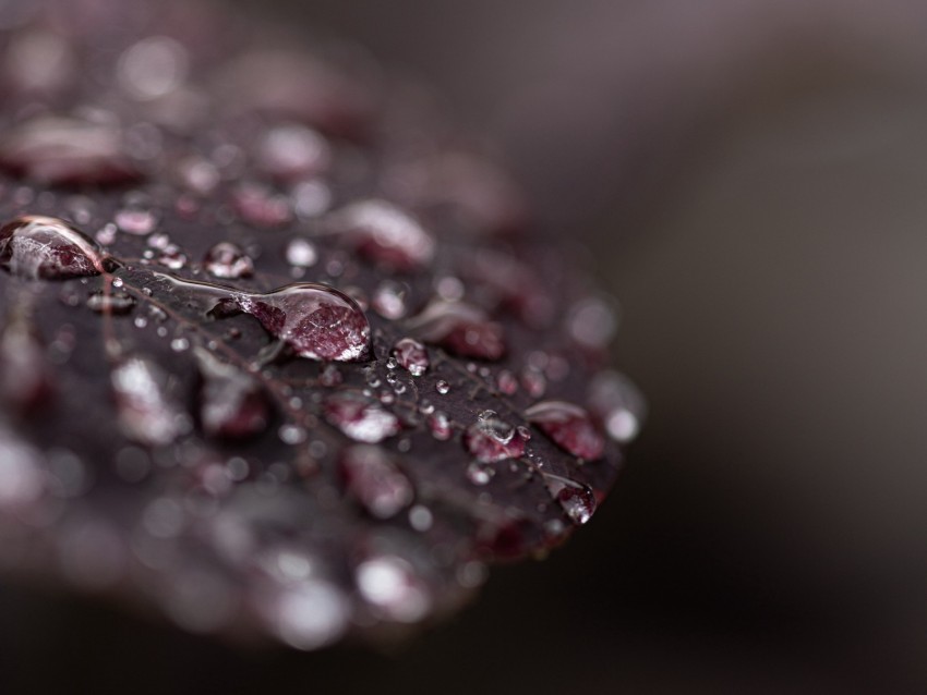 Leaf Dew Drops Wet Macro Background