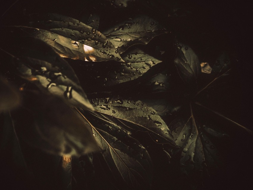 Leaf Drops Blur Macro Liquid Moisture Green Background