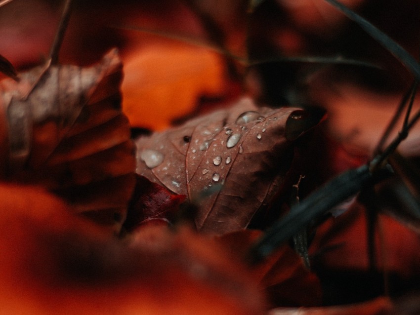 leaf, drops, moisture, macro, autumn