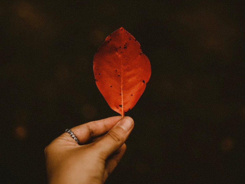 Leaf Dry Hand Autumn Background