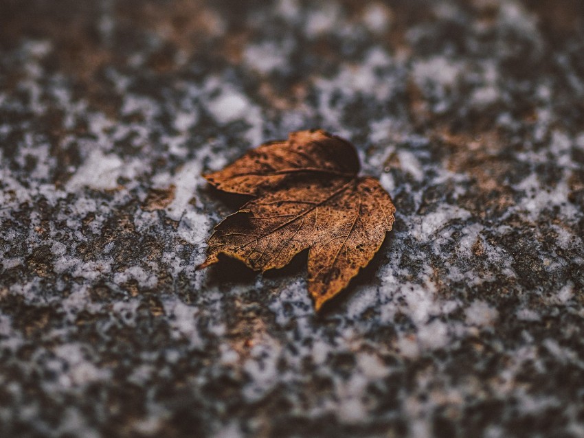 Leaf Dry Stone Brown Autumn Background