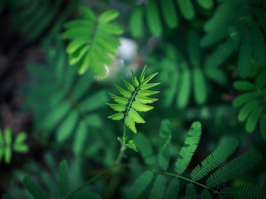 Leaf Green Plant Branch Blur Background