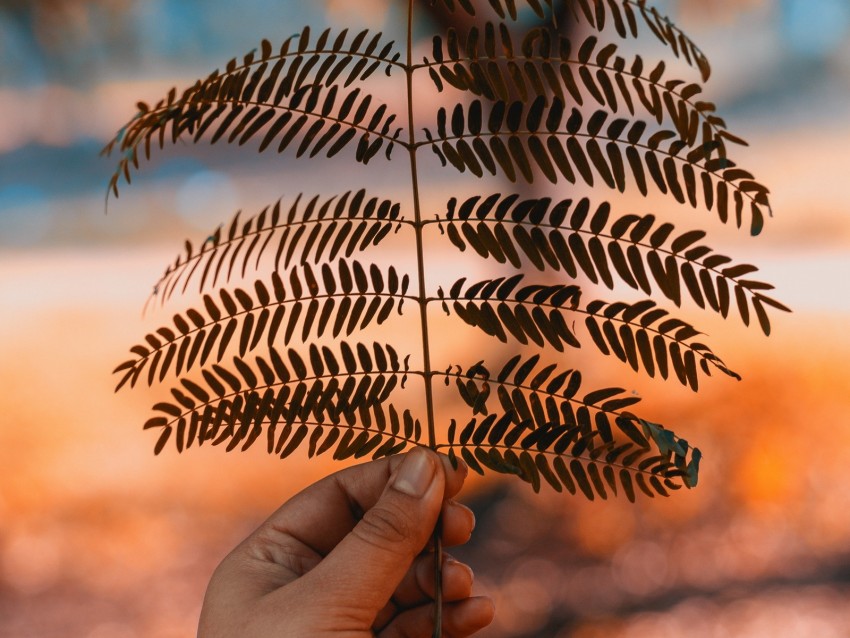 Leaf Hand Branch Plant Blur Background