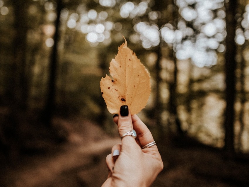 Leaf Hand Dry Yellow Autumn Background