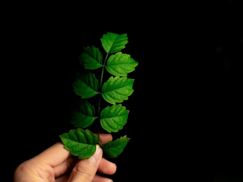 Leaf Hand Plant Branch Green Background