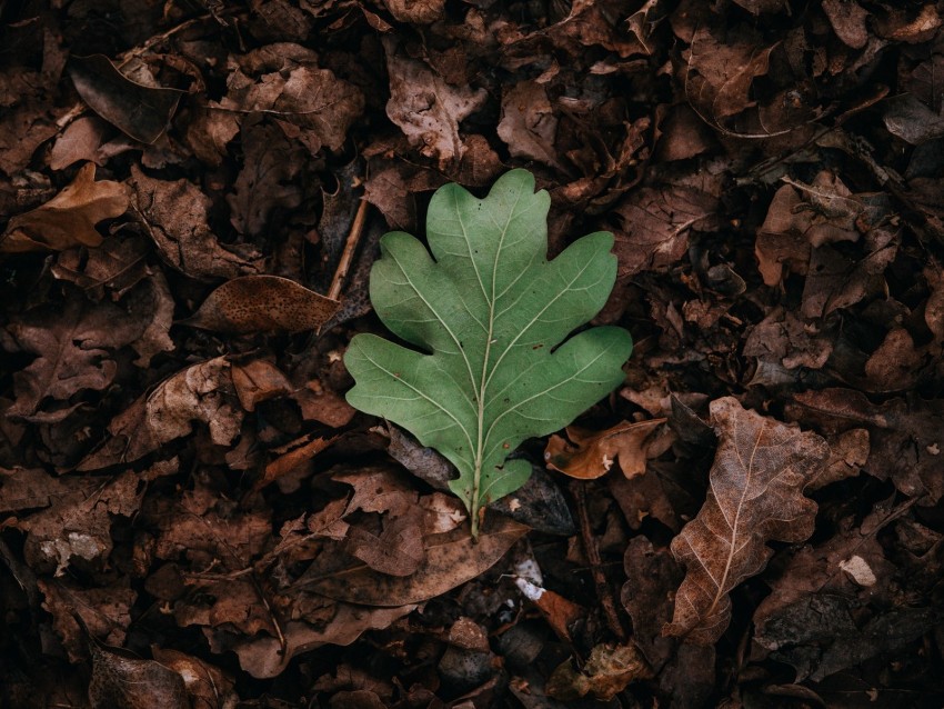 Leaf Leaves Green Dry Autumn Background