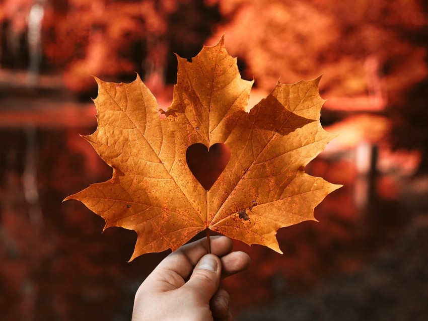 leaf, maple, autumn, heart, hand, blur