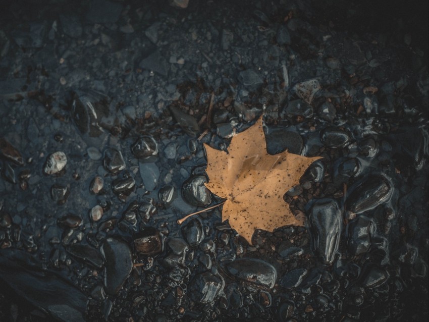 Leaf Maple Stones Autumn Water Fallen Background