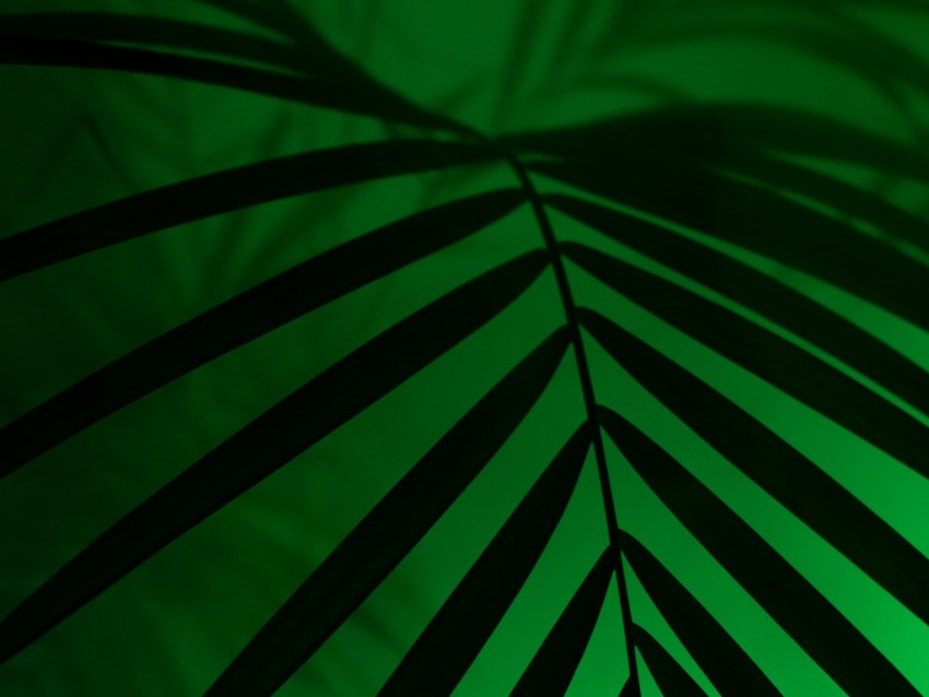 leaf, neon, palm, light, dark