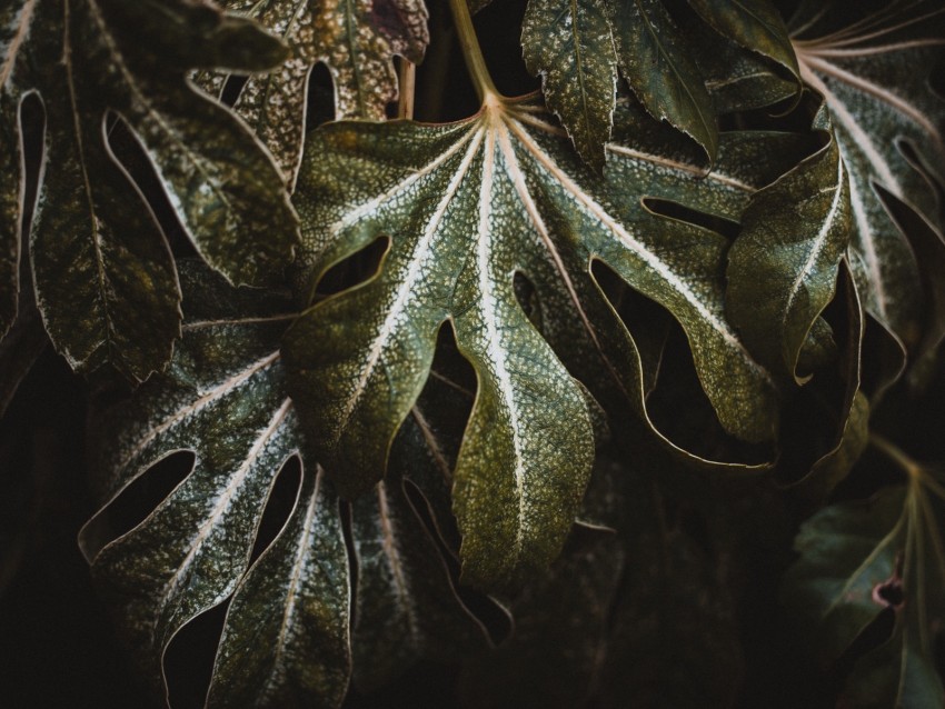 Leaf Plant Carved Green Macro Closeup Background