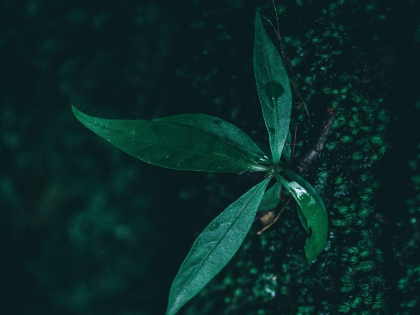 Leaf Plant Drops Moisture Green Macro Background