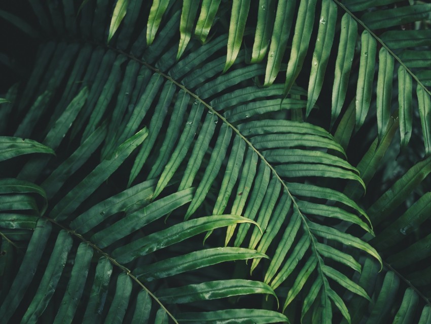 leaf, plant, green, carved, vegetation, branch