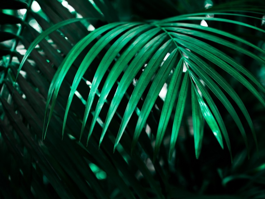 leaf, plant, green, dark, shadow