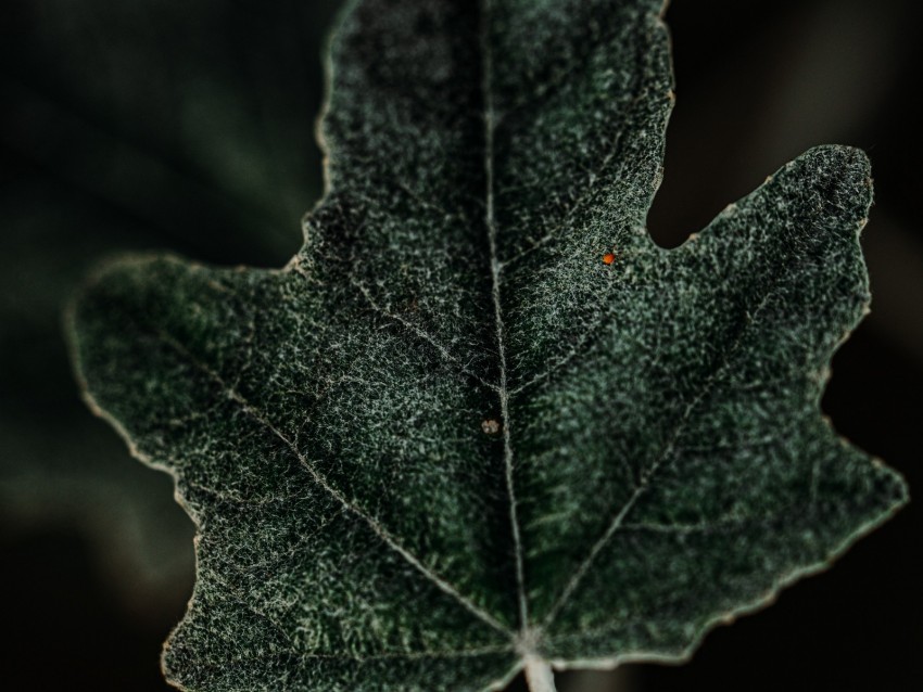 leaf, plant, green, macro