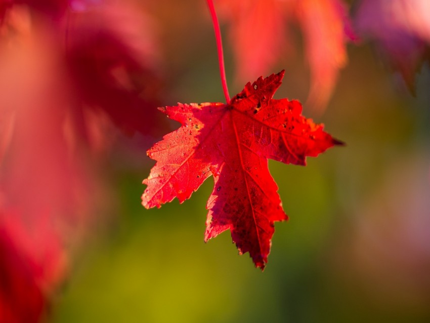 leaf, red, macro, autumn