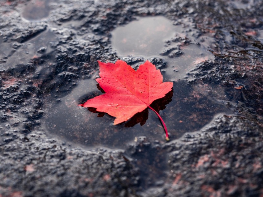 Leaf Red Puddle Maple Wet After Rain Background