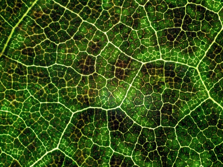 Leaf Texture Macro Surface Plant Veins Lines Green Photosynthesis Background