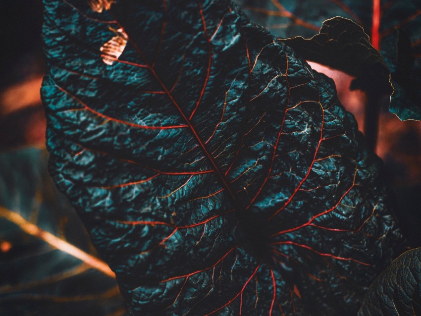 leaf, veins, dark, plant, closeup