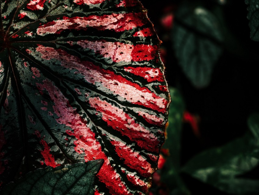 leaf, wet, surface, macro, dark