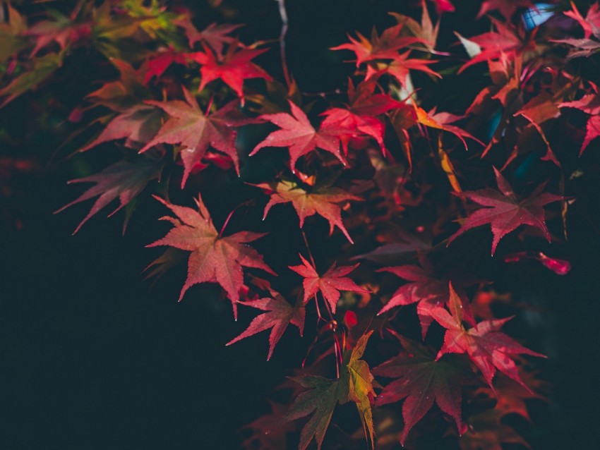 leaves, autumn, blur, branches, autumn colors