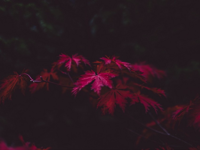 leaves, autumn, branches, blur, carved