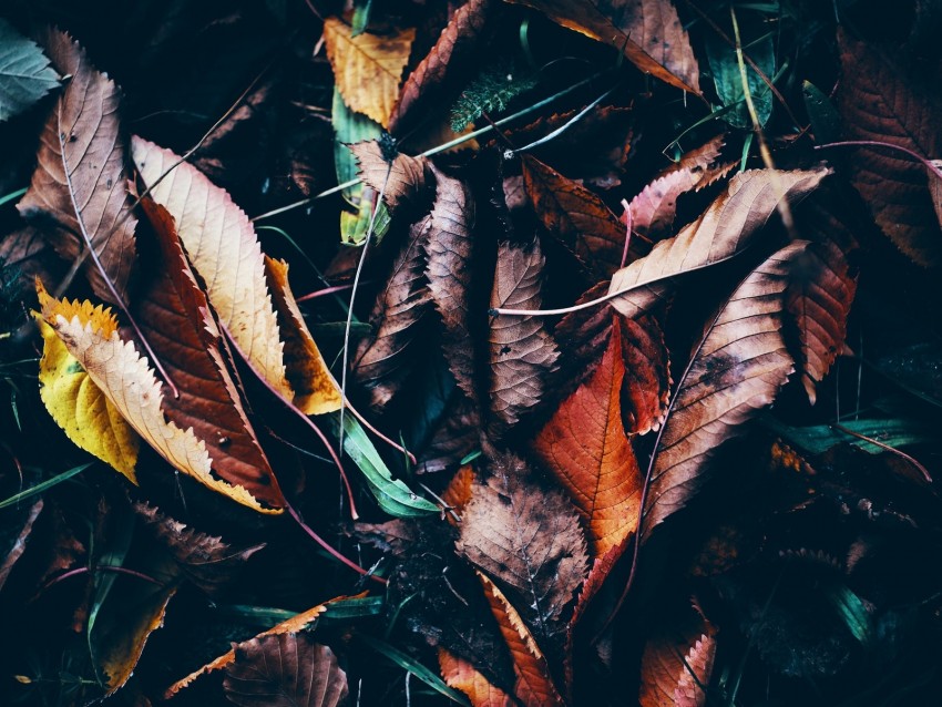 Leaves Autumn Fallen Wet Grass Background