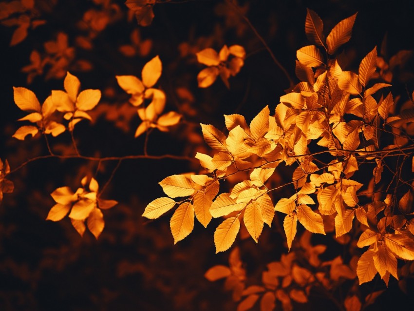 leaves, branch, autumn, blur, foliage