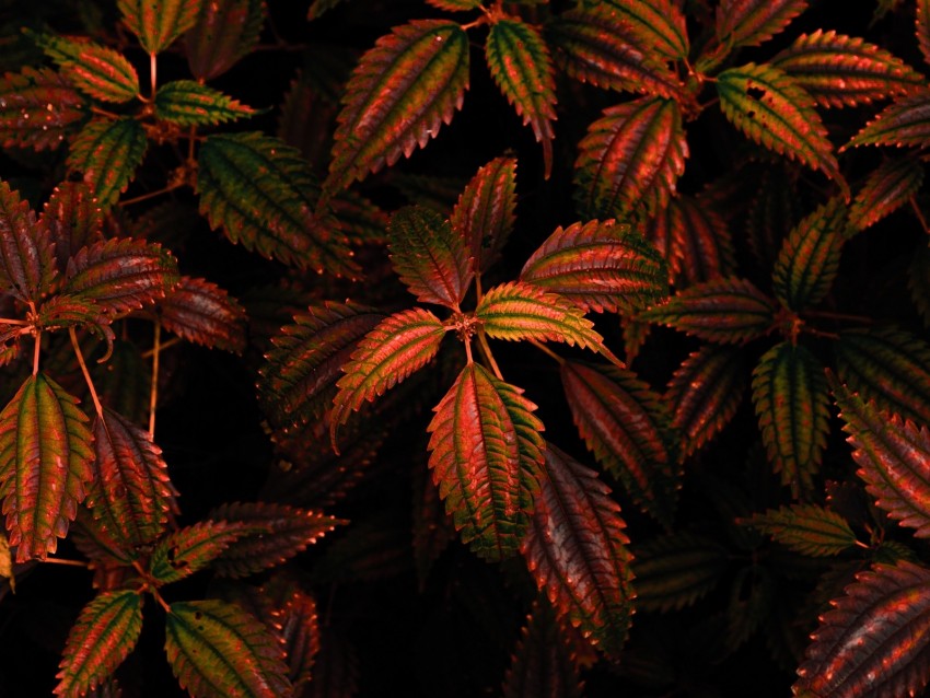 leaves, branch, carved, orange, dark