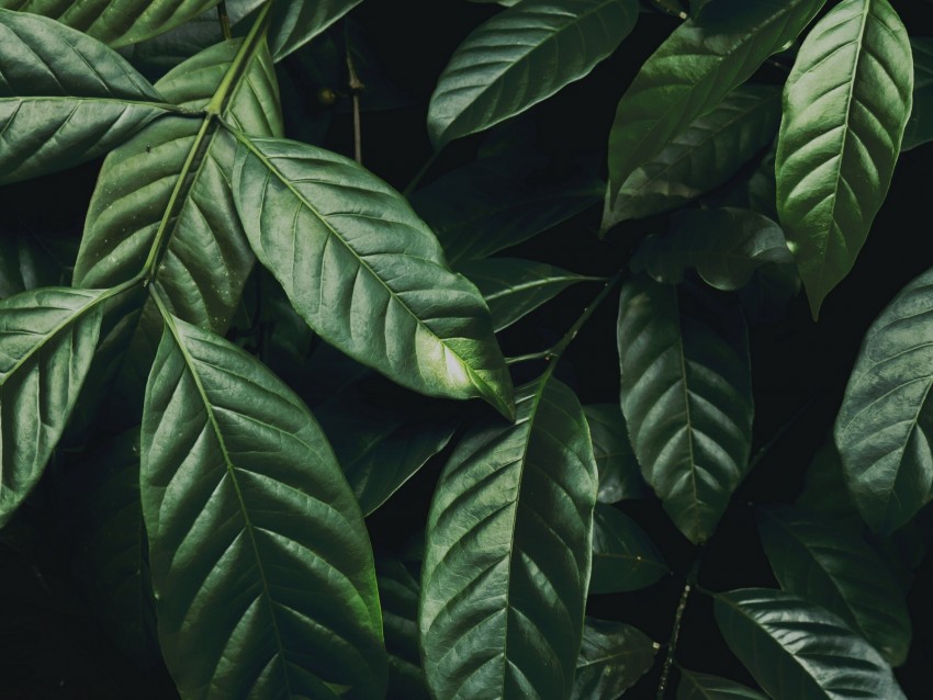 Leaves Branch Dark Green Glossy Plant Background