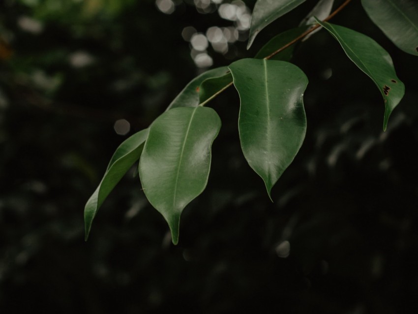 Leaves Branch Green Blur Glare Bokeh Background