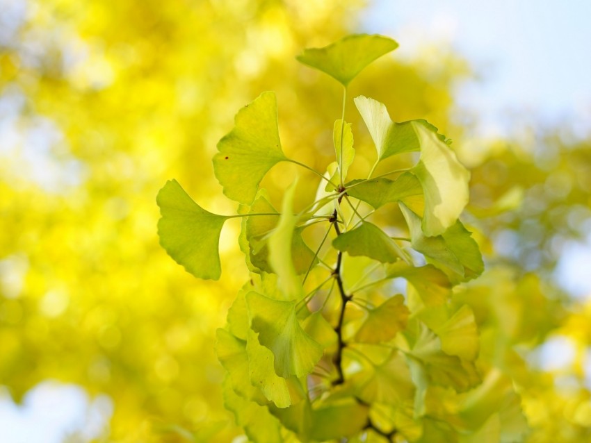 leaves, branch, green, macro, tree