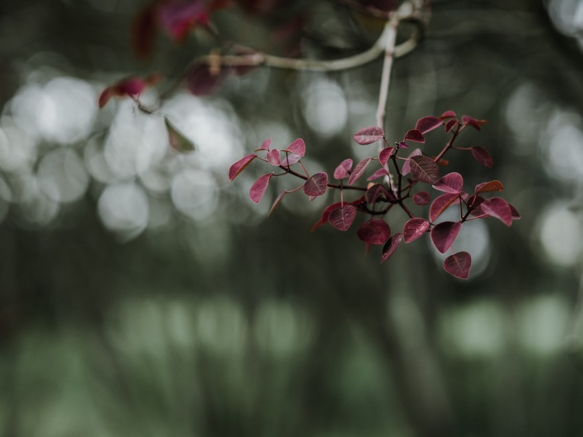 Leaves Branch Macro Blur Background