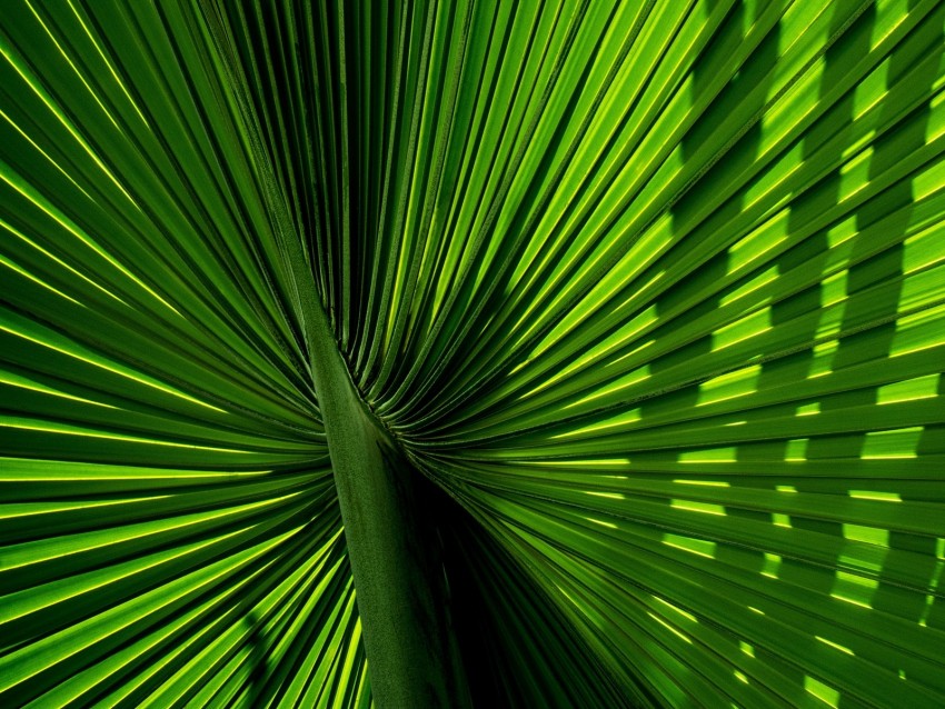 Leaves Branch Palm Green Carved Background