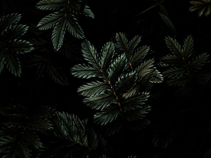 Leaves Branches Dark Green Plant Background