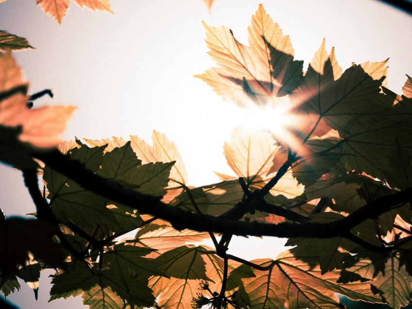 Leaves Branches Sun Sunshine Light Background