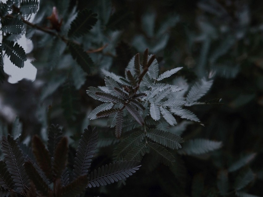 Leaves Branches Tree Plant Closeup Background