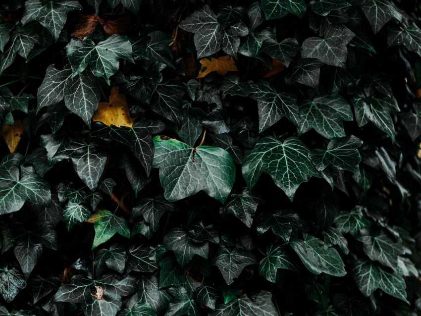 Leaves Bush Plant Green Background