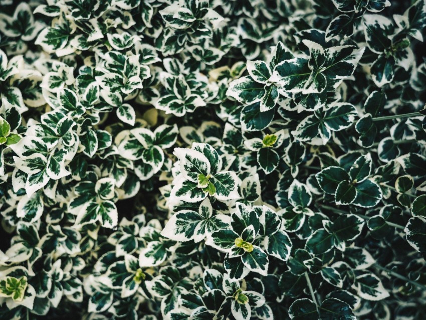 Leaves Bush Plant White Green Spotted Background