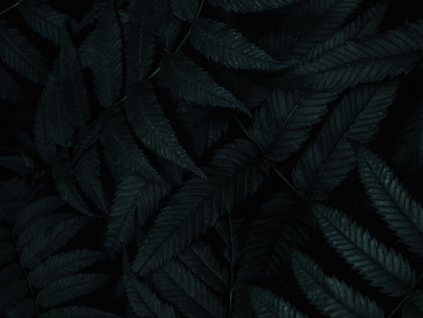 leaves, dark, plant, carved, bush