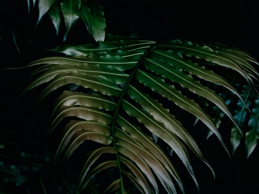 leaves, dark, plant, green