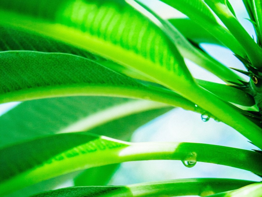 leaves, drop, green, light, plant