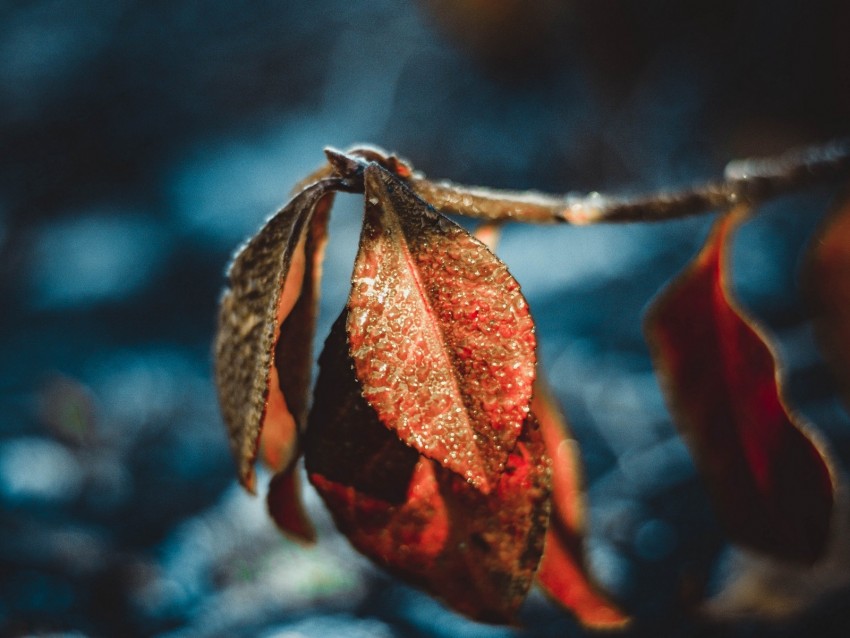 leaves, drops, dew, macro, moisture, frost