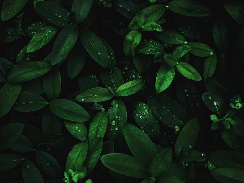 leaves, drops, dew, plant, moisture, dark