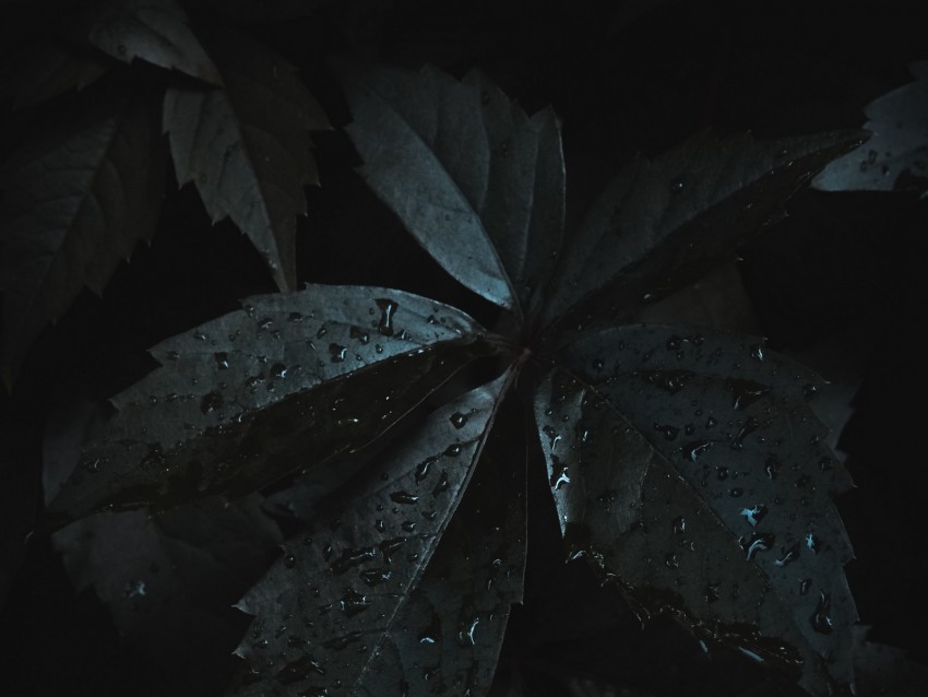 leaves, drops, moisture, dark